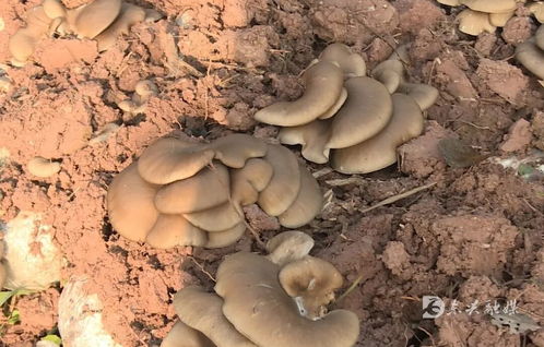 東興區精準服務護航返鄉入鄉創業企業發展 以食用菌菌種進出口專項行動解民憂