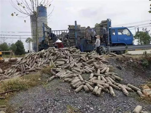 引聯帶扶種菌菇，安陸董榨走出特色致富路