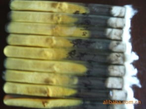 舒城縣金大地菌種廠 高品質食用菌菌種產(chǎn)品與進出口業(yè)務概覽