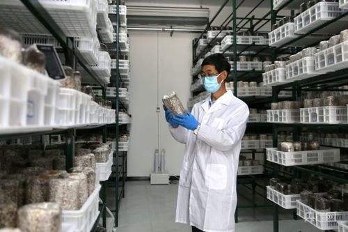 慶陽食用菌基地自主研發液體菌種獲突破，成功實現首次接種