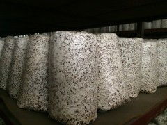 食用菌菌種進(jìn)出口 全球貿(mào)易與產(chǎn)業(yè)發(fā)展的關(guān)鍵紐帶