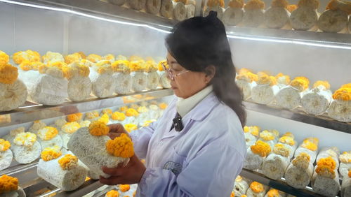 閩寧協(xié)作再譜新篇 大武口區(qū)“黃金菌”引育與菌種進(jìn)出口取得階段性成果