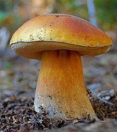 市醫(yī)院專家傳授 騰沖人必知的食用菌子武林秘籍與菌種進(jìn)出口須知