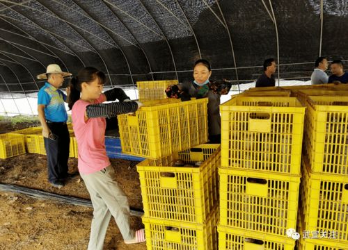 菌香飄官祿 小小食用菌撬動脫貧大產(chǎn)業(yè)，菌種進(jìn)出口拓新途